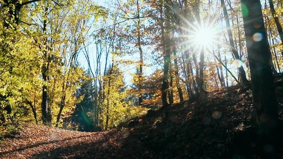 Der Teutoburger Wald. © Screenshot 