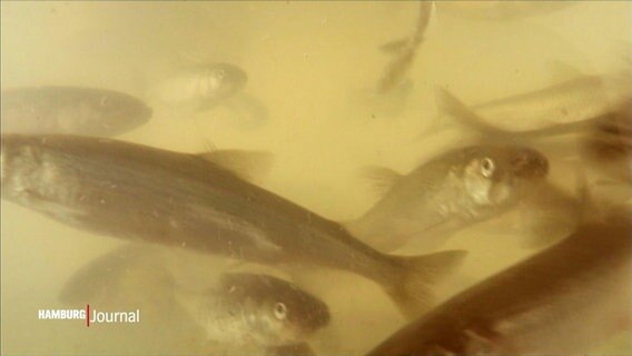Nahaufnahme eines Fischschwarms in trübem Wasser © Screenshot 