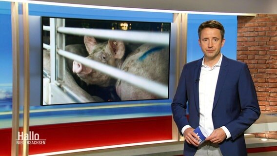 Moderator Jan Starkebaum bei Hallo Niedersachsen vor einer Nahaufnahme von Schweinen in Stallhaltung. © Screenshot 