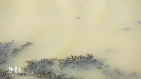 Nahaufnahme von Schlick und Algen in verfärbten Wasser im Hafen Emden. © Screenshot 