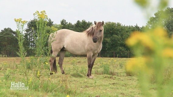 Ein Wildpferd steht im Walcholderhain. © Screenshot 