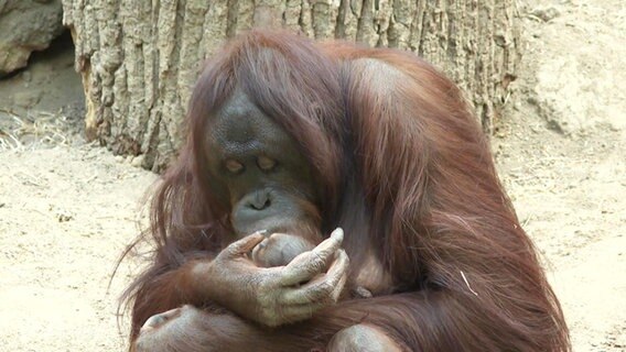 Die Urang-Utan-Mama mit ihrem Baby. © Screenshot 