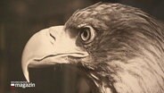 Fotografie eines Adlerkopfes im Profil © Screenshot 