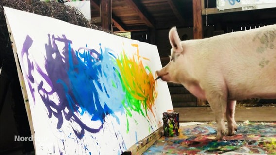 Das Schwein "Pigcasso" malt ein Bild. © Screenshot 