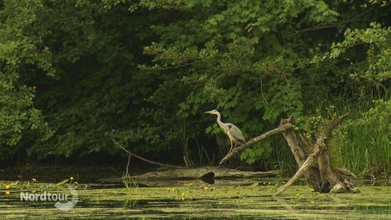 Ein Graureiher am See. © Screenshot 