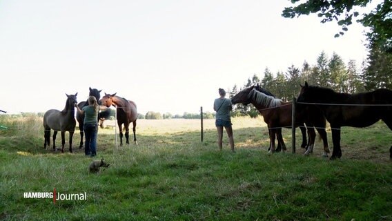 Auf einer Koppel stehen mehrere Pferde und ihre Pfleger. © Screenshot 