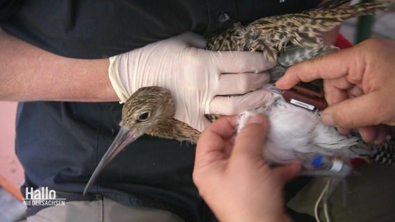 Ein Brachvogel bekommt einen sogenannten Rucksacksender am Körper befestigt. © Screenshot 