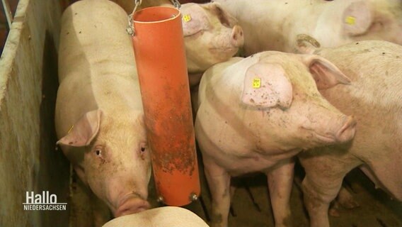 Schweine in einem Mastbetrieb © Screenshot 