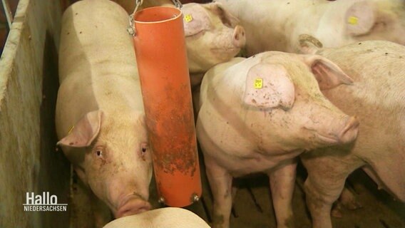 Schweine im Stall. © Screenshot 