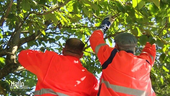 Zwei Männer der Stadtwerke machen sich an einem Baum zu schaffen. © Screenshot 