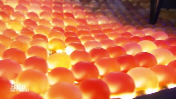 Eier auf einer Durchleuchtungsanlage © Screenshot 