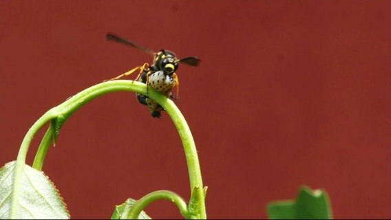 Eine Wespe auf der Jagd © Screenshot 