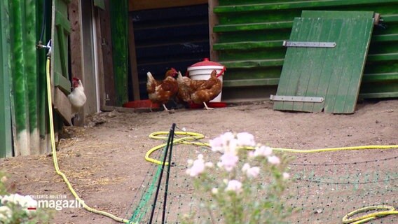 Hühner auf dem Schlachthof Flintbek. © Screenshot 
