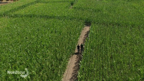 Ein Mais-Labyrinth von oben. © Screenshot 