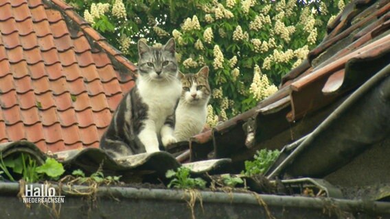 Zwei Katzen auf einem Dach. © Screenshot 