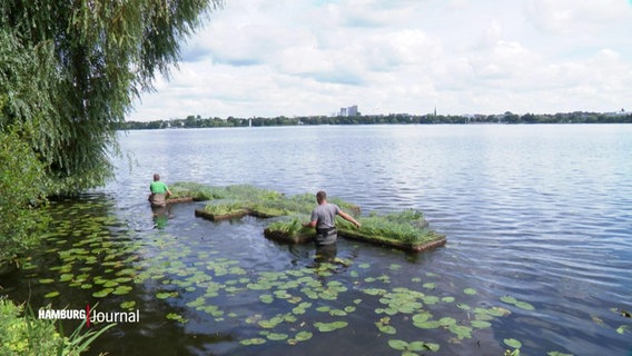 Zwei Männer bewegen Vegetationsinseln über die Alster. © Screenshot 