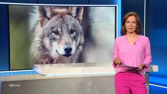 Die Moderatorin Romy Hiller mit einem Wolfsbild im Hintergrund © Screenshot 