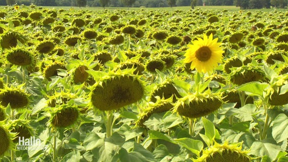 Ein Sonnenblumenfeld © Screenshot 