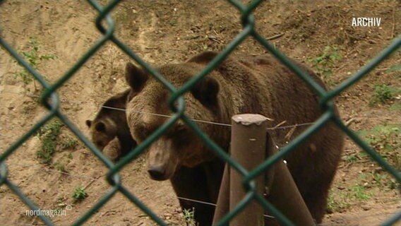 Ein Bild des verstorbenen Bären Otto © Screenshot 