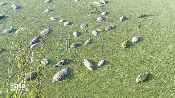 Tote Fische schwimmen auf dem Fluss. © Screenshot 