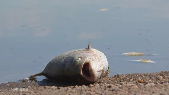Toter Fisch in der Oder © Screenshot 