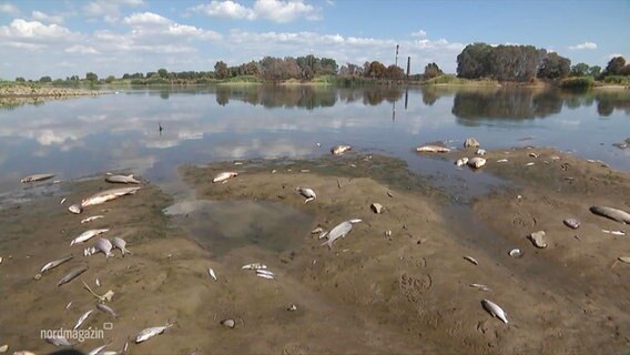 Tote Fische am Ufer der Oder. © Screenshot 