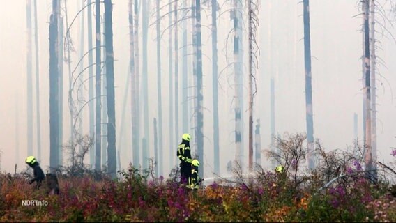 Feuerwehrleute versuchen einen Waldbrand zu löschen. © Screenshot 