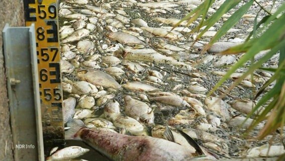 Tote Fische bedecken die Wasseroberfläche an einem Wehr. © Screenshot 