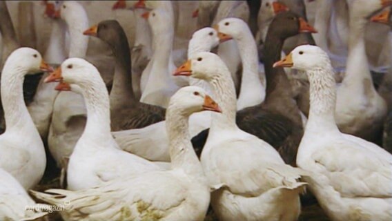 Gänse in einem Stall. © Screenshot 