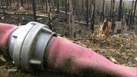 Verkohlte Bäume, im Vordergrund ein Feuerwehrschlauch. © Screenshot 