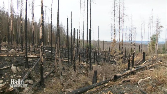 Blick auf eine Waldstück mit vielen abebrannten, kohlrabenschwarzen Baumstümpfen. © Screenshot 