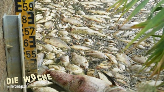 Tote Fische schwimmen auf der Oder © Screenshot 