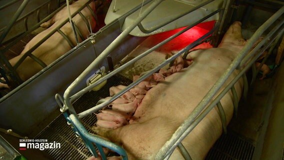 Ferkel in einem Schweinemastbetrieb. © Screenshot 