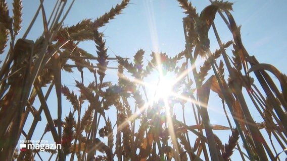 Sonnenstrahlen zwischen Weizenhalmen. © Screenshot 