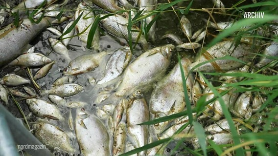 Tote Fische schwimmen im Stettiner Haff © Screenshot 