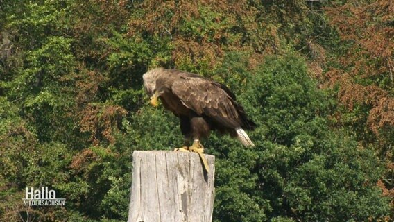 Ein junger Seeadler © Screenshot 