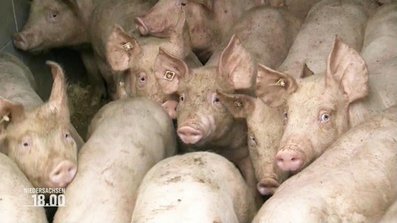 Schweine in einem Stall © Screenshot 