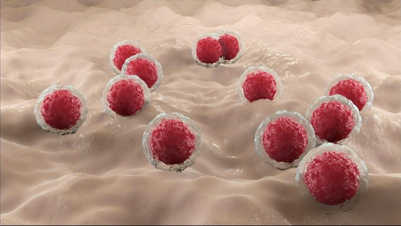 Animierte Darstellung von Blutzellen © Screenshot 