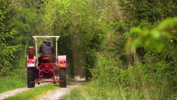 Ein Trecker transportiert eine gefällte Birke © Screenshot 