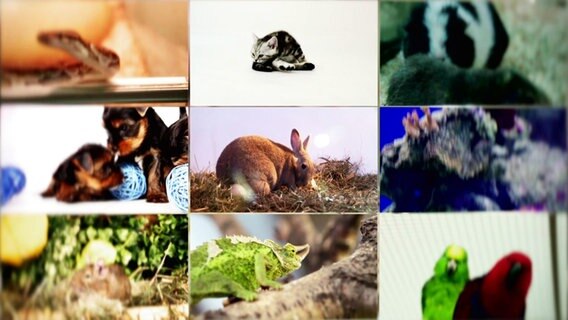 Eine Videocollage zeigt verschiedene Haustiere © Screenshot 