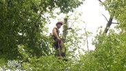 Baumpfleger Roman Wiedemann sitzt mit einem Schutzhelm in der Krone eines 15 Meter hohen Baumes. © Screenshot 