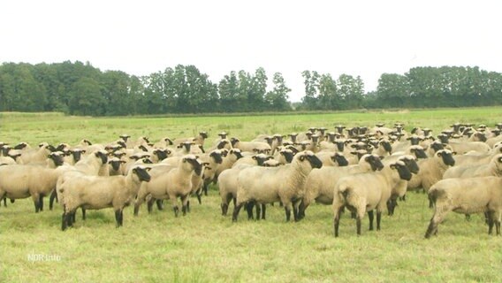 Eine Herde Schafe steht auf einer Weide © Screenshot 
