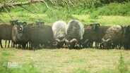 Eine Gruppe von Schafen steht auf einer Weide © Screenshot 