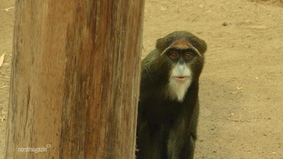 Ein Affe schaut in die Kamera. © Screenshot 