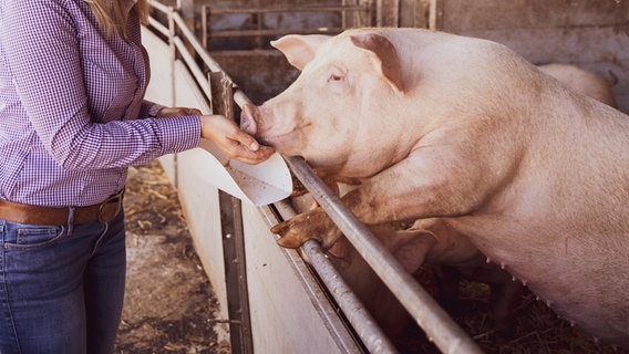 Eine Bäuerin füttert ein süßes Schwein. © NDR 