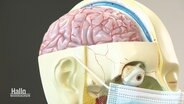 Ein medizinisches Modell eines menschlichen Kopfes © Screenshot 