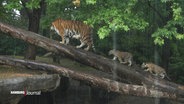Eine Tigermama gefolgt von ihren zwei Jungen schreitet einen Baumstamm in einem Zoogehege empor. © Screenshot 