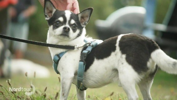 Ein kleinerer Hund wird von einer Hand gestreichelt. © Screenshot 