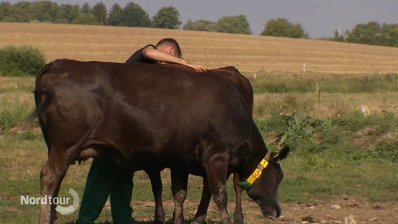Ein Mann streicht einem Rind auf einer Weide über den Rücken. © Screenshot 