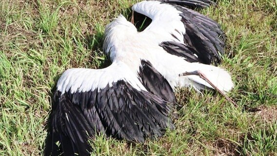 Ein an Vogelgrippe gestorbener Storch liegt am Boden. © Screenshot 